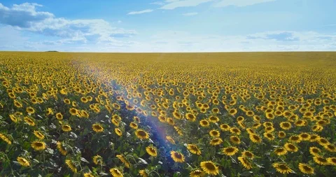 Flight over the sunflower field at sunset Video stock 91381204