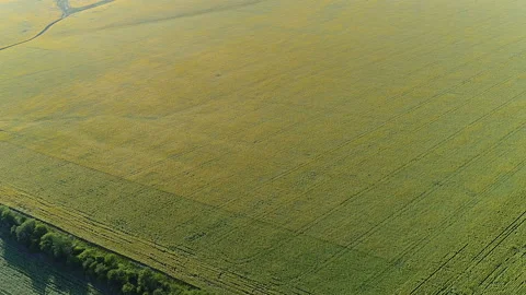 Flight over sunflower field. Time Laps 库存影片 101016671