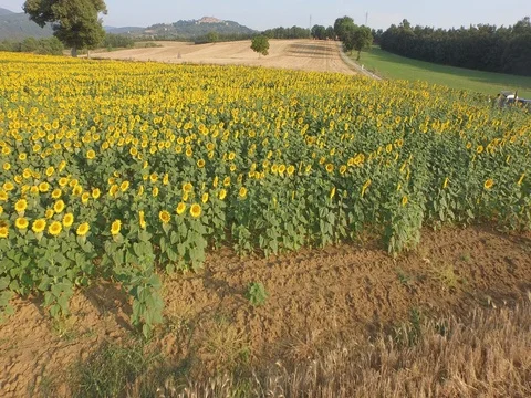 Flight over sunflower fields on a beautiful day Stock Footage 72195584