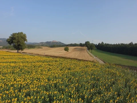 Flight over sunflower fields Stock Footage 72192854