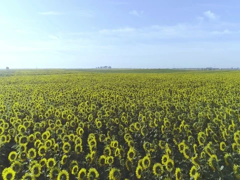 Flight over sunflowers field 4k aerial panorama video. Harvest farm landscape Stock Footage 83929460