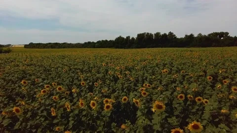 Flight over sunflowers Video stock 137256707