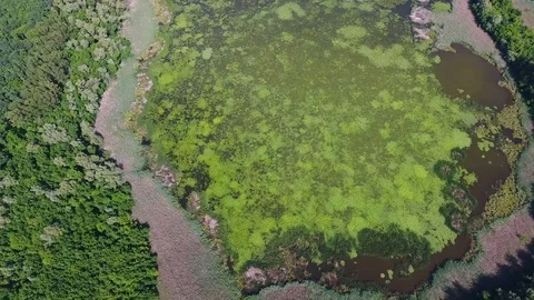 Flight over the swamp lake in the forest Stock Footage 83625830