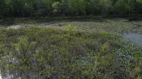 Flight over swamp towards road with crossing traffic Video stock 239071622