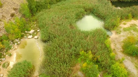 Flight over Swamps. Stock Footage 55076022