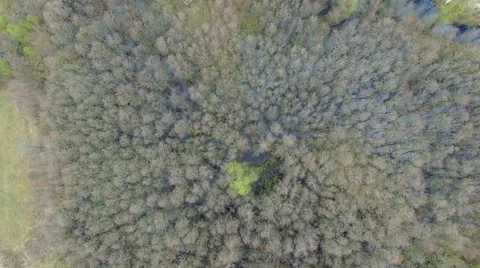 Flight over the swampy forest Stock Footage 63084470