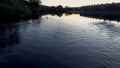 Flight over swans on river Wharfe, Otley Stock Footage 122585861