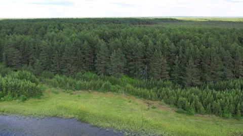 Flight over the taiga forest lake Stock Footage 155594098