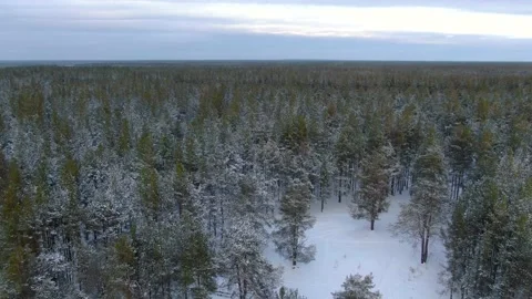 Flight over a taiga forest in winter Stock Footage 145365032
