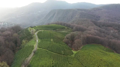 Flight over tea plantation. Krasnodar, Sochi, Russia, From Drone Video stock 101979648