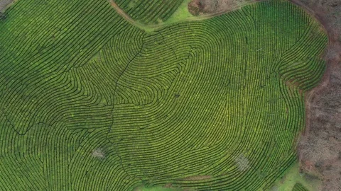 Flight over tea plantation. Krasnodar, Sochi, Russia, From Drone 스톡 동영상 101980447
