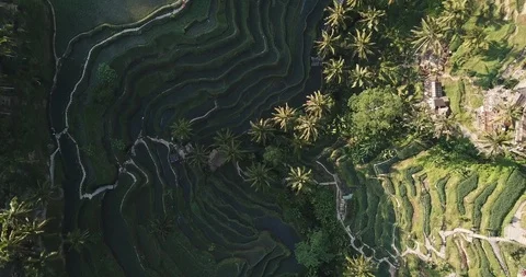 Flight Over Tegallalang Rice Fields Terraces Bali Indonesia 動画素材 100109449