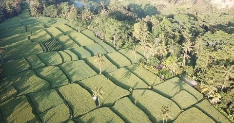 Flight over Tegallalang Rice Fields Long Shot 動画素材 100110866