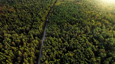Flight over thick autumn forest on sunny day. Car traveling on suburban Stock Footage 90180948