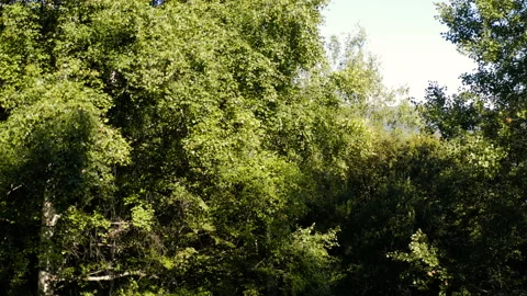 Flight over a thick forest with a scenic mountain terrain panorama Stock Footage 137277697