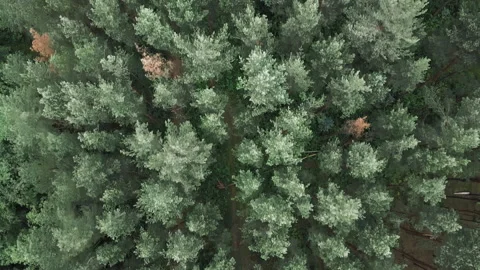 Flight over the top of pine trees in beautiful forest with no people. Aerial Stock Footage 136734998