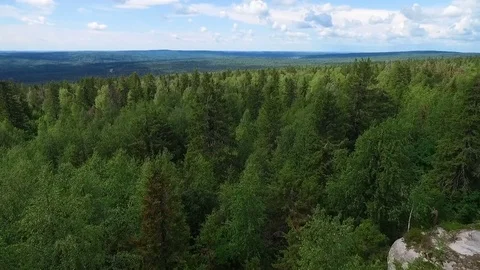 Flight over  tops of coniferous forest 스톡 동영상 74322761