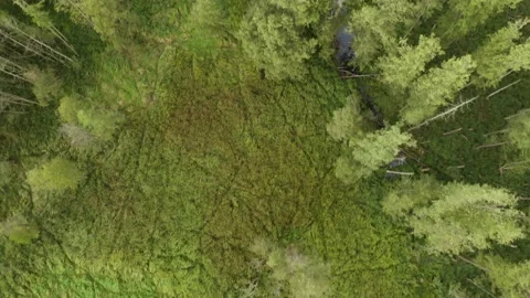 Flight over the tops of green trees and a straight river among the forest Stock Footage 161088454