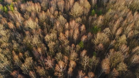 Flight over the tops of spring trees of the Ukrainian forest. Video stock 172411875