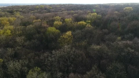 Flight over the tops of spring trees of the Ukrainian forest. Video stock 187788694