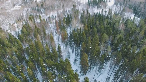 Flight over the tops of spruce, pine and fir trees at bright clear day Stock Footage 92859576