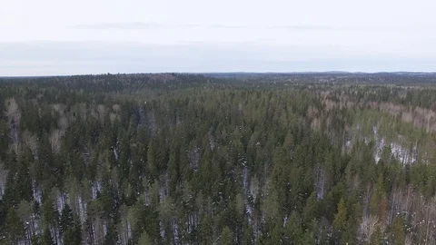 Flight over the tops of spruces, pines and firs at bright clear day. Stock Footage 92856072