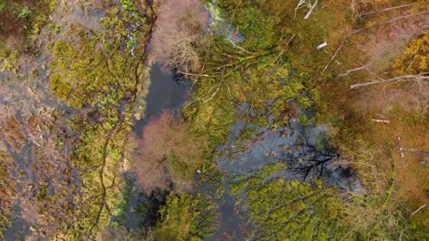 Flight over the tops of trees and a straight river among the forest Stock Footage 161087335