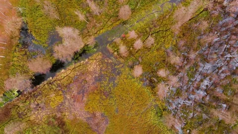 Flight over the tops of trees and a straight river among the forest Stock Footage 161087346