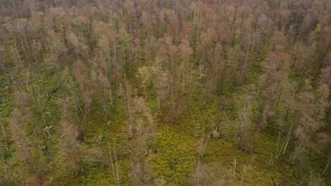 Flight over the tops of trees. Views on forest. Bent trees without leaves Stock Footage 161028605