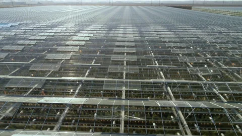 Flight over the transparent roofs of a large agricultural complex. Perfect Stock-Footage 137863936