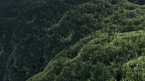 Flight over tree crowns n1406 Stock Footage 22024937