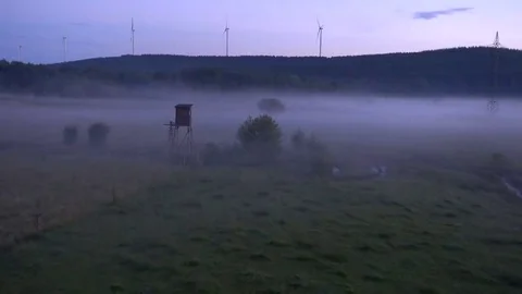 Flight over tree in fog. Video stock 69234069