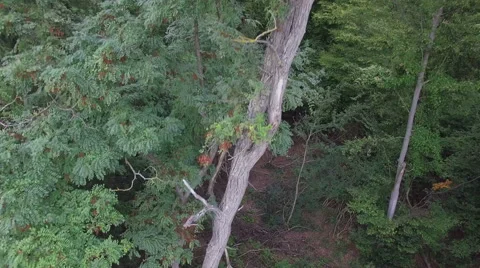 Flight over tree in green forest Stock Footage 55208000