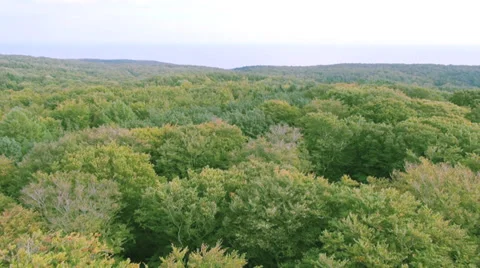 Flight over tree top of Ruegen (Rügen) Forest Video stock 36666130