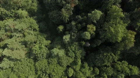 A flight over tree tops and rock formations 001 Video stock 63782603