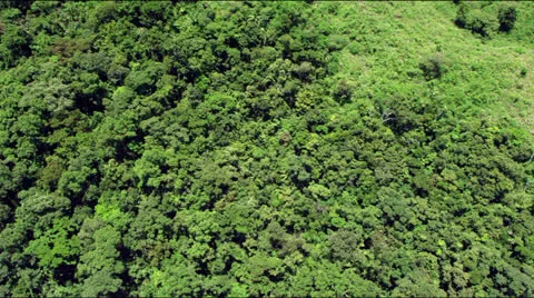 Flight over the tree tops of a jungle or rain forest Stock-Footage 25397174