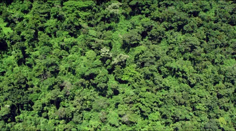 Flight over tree tops of the rain forest Stock Footage 25352646