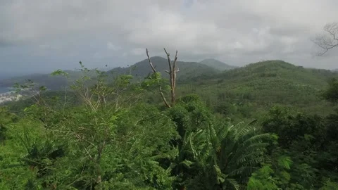 Flight over trees and bushes, a white car drives by Stock Footage 131340624