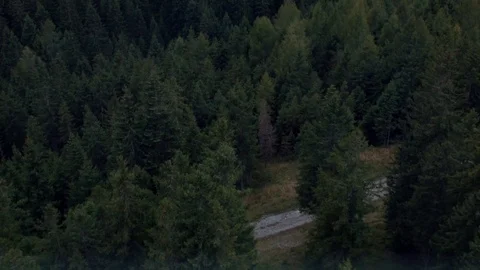 Flight over the trees in Austria Stock Footage 80630970