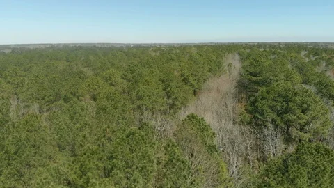 Flight over Trees Stock Footage 88040776