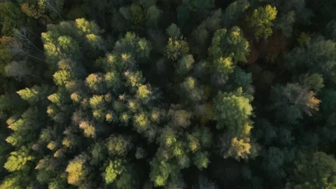 Flight over the trees Stock Footage 223260422