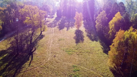 Flight over the trees, glade, river in the park on a sunny autumn day. Stock Footage 212070081