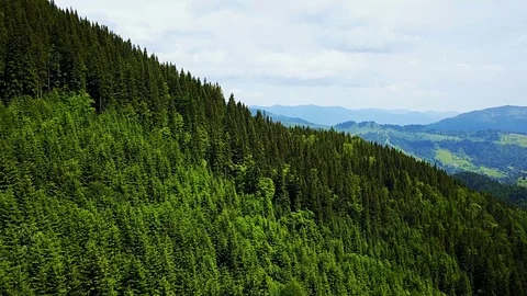 Flight over the trees in the mountains Stock-Footage 106674446