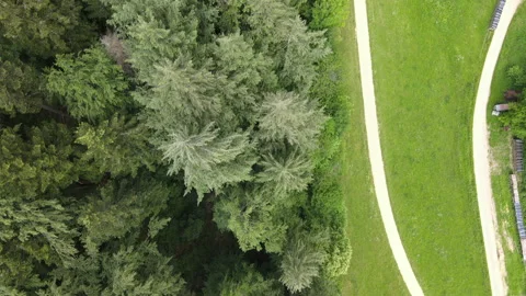 Flight over the treetops and meadows along a forest path with a drone Stock Footage 131588713