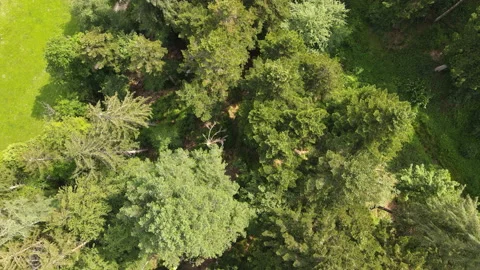 Flight over the treetops and meadows with a drone in the southern Black Forest Stock Footage 131588888