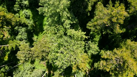 Flight over the treetops with a drone in the southern Black Forest Stock Footage 131592337