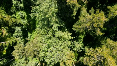 Flight over the treetops with a drone in the southern Black Forest Stock Footage 131627671