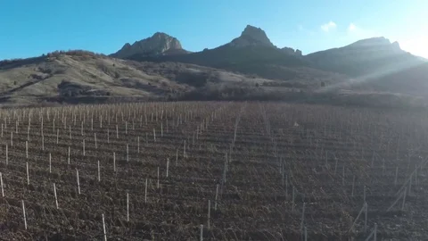 Flight over the vineyard against the backdrop of the mountains in autumn Stock Footage 84546765