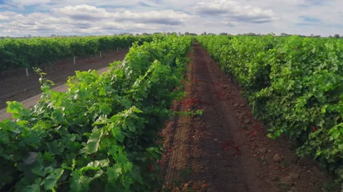Flight over the Vineyard and the Cloudy Sky Stock Footage 106456602
