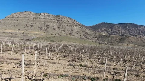 Flight over the vineyard in early spring Stock-Footage 106211005